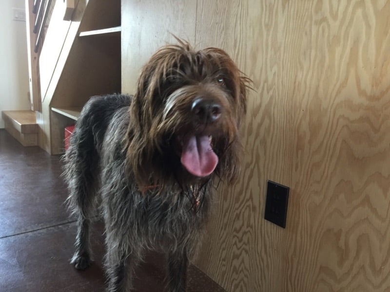 Dog on polished concrete floor